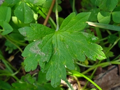 Geranium nepalense