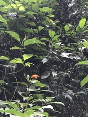 Mussaenda maingayi