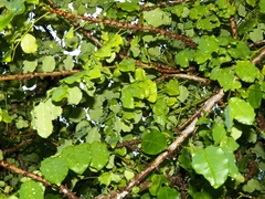 Phyllanthus elsiae