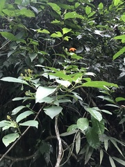 Mussaenda maingayi