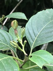 Mussaenda maingayi