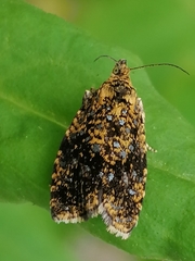 Celypha siderana