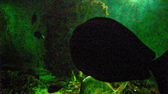 Actinopterygii