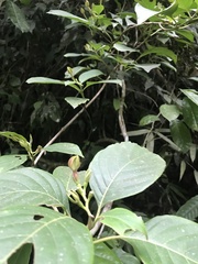 Mussaenda maingayi