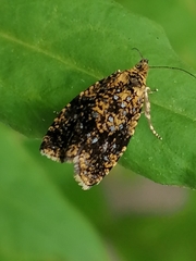 Celypha siderana
