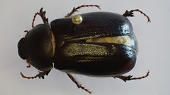 Aplidia transversa transversa