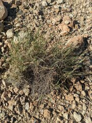 Bouteloua ramosa