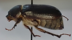 Aplidia transversa transversa