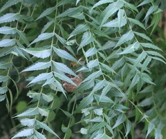 Zosterops palpebrosus