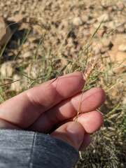 Bouteloua ramosa