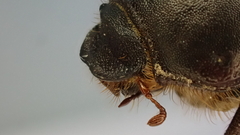 Aplidia transversa transversa