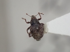 Rhinoncus bruchoides