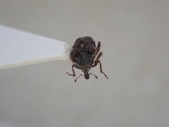 Rhinoncus bruchoides