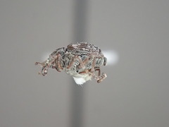 Rhinoncus bruchoides