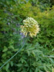 Allium obliquum