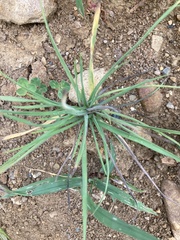 Plantago aristata