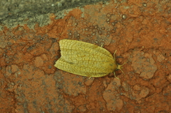 Aphelia alleniana
