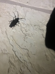 Derobrachus geminatus