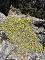 Podistera nevadensis