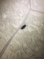 Derobrachus geminatus