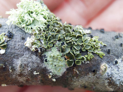 Melanohalea septentrionalis