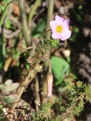 Oxalis viscosa