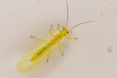 Plumiperla diversa