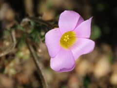 Oxalis viscosa