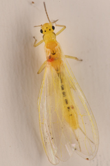Plumiperla diversa