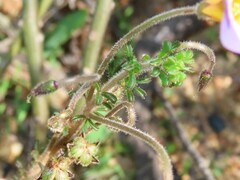 Oxalis viscosa