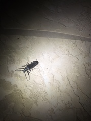 Derobrachus geminatus