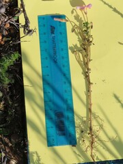 Oxalis viscosa