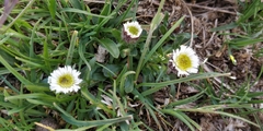 Erigeron uniflorus