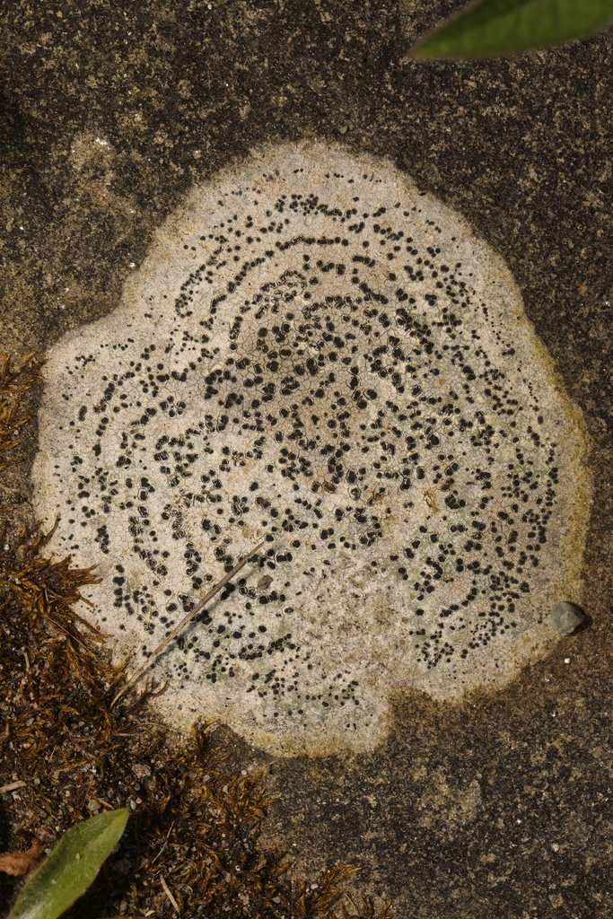 Rehmia petraea