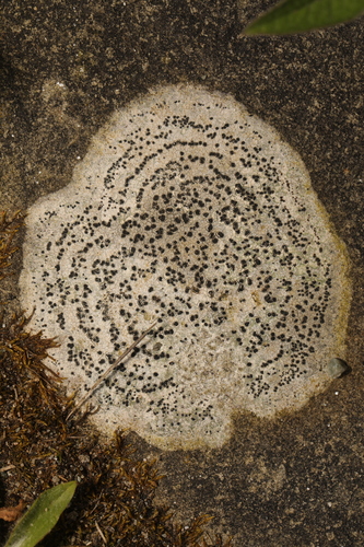 Rhizocarpon petraeum, 2022-06-04