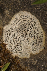 Rhizocarpon petraeum