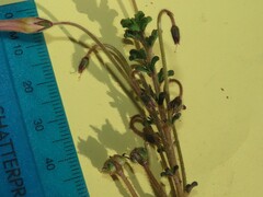 Oxalis viscosa