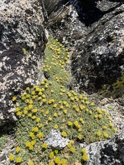 Podistera nevadensis