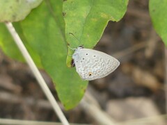 Euchrysops malathana