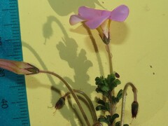 Oxalis viscosa
