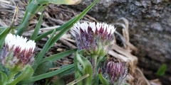 Erigeron uniflorus