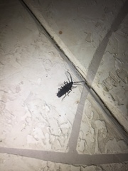 Derobrachus geminatus