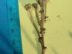 Oxalis viscosa