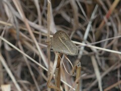 Brakefieldia perspicua