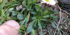 Erigeron uniflorus