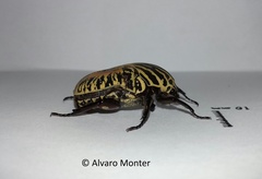Gymnetis stellata