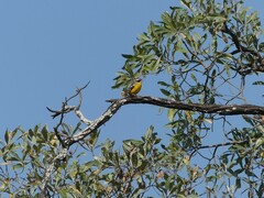 Emberiza cabanisi