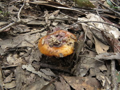 Cortinarius sinapicolor