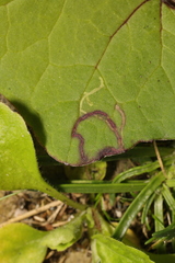 Acidia cognata