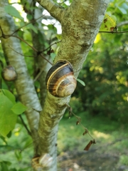 Helix lucorum